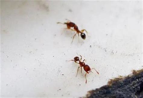 家裏很多螞蟻 百合花圖